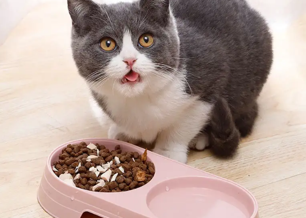 为什么饭碗不能给猫咪做食盆