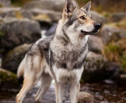 捷克狼犬在中国有卖吗？看完，你就清楚了