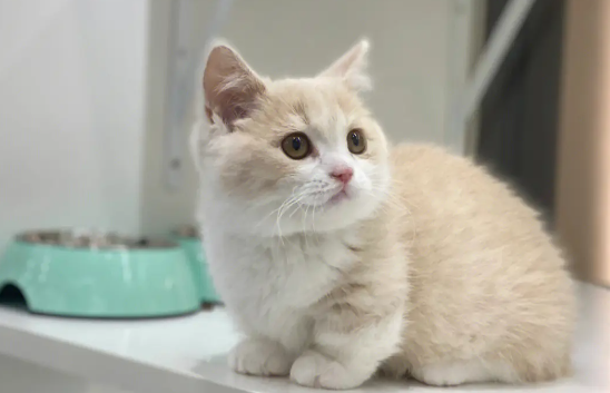 曼基康猫黏人吗?想养的宠主可以了解一下! 曼基康猫黏人吗?想养的宠主可以了解一下!