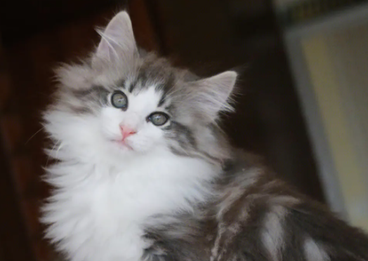 为你科普一下，挪威森林猫和缅因猫的区别有哪些？