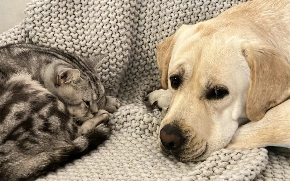 猫咪为什么没人陪狗玩耍