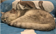 猫咪早上嘤嘤叫是为什么呢
