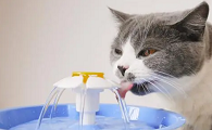 猫喝水咳嗽是什么原因导致的