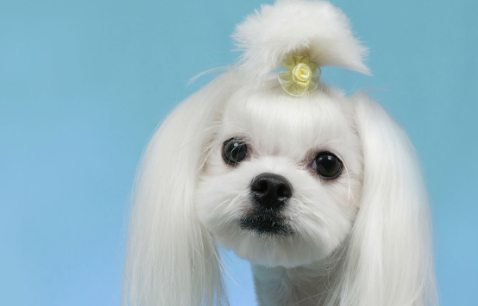 马尔济斯犬怎么包毛?不知道的快看 马尔济斯犬怎么包毛?不知道的快看