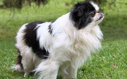 日本狆装死训练方法是什么?主人来学习下吧 日本狆装死训练方法是什么?主人来学习下吧