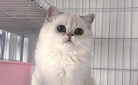 正规的买猫平台