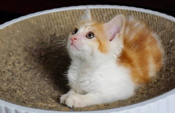 猫咪被打为什么会流泪呢 猫咪被打为什么会流泪呢