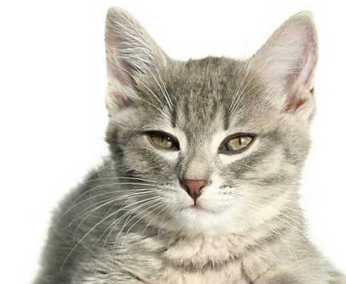 猫猫楼下蹲守主人不离开，只因主人怀孕遭弃养