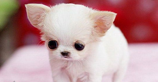 茶杯犬呕吐怎么办？学会这些不用愁