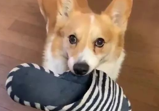 狗狗丢鞋子的原因有哪些 狗狗丢鞋子的原因有哪些