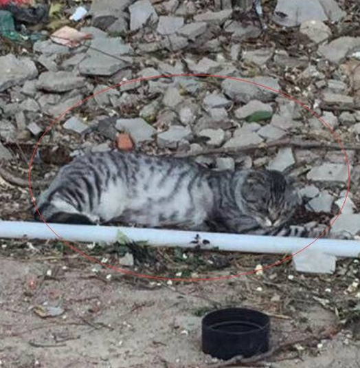 网友路遇流浪猫,走近一看还是只品种猫 网友路遇流浪猫,走近一看还是只品种猫