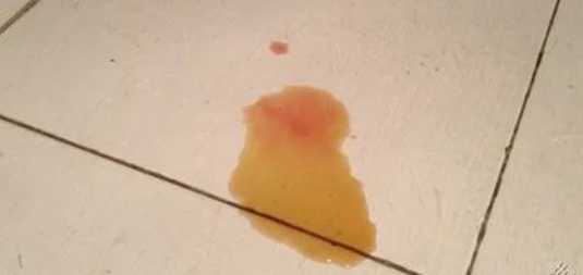 藏獒尿血怎么治愈?该吃什么药? 藏獒尿血怎么治愈?该吃什么药?
