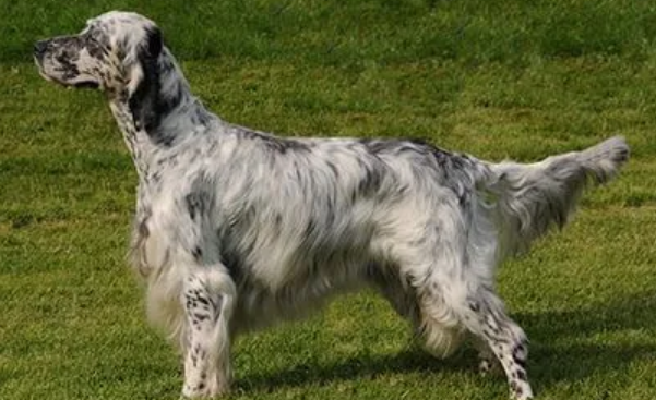 英格兰雪达犬毛发怎么修剪？这些步骤要明白
