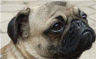 巴哥犬报复主人的表现？有哪些表现？