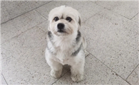 哈瓦那犬发烧怎么办?这几个方法要学会