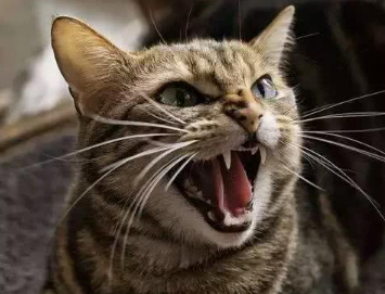 猫咪容易生气咬人怎么办