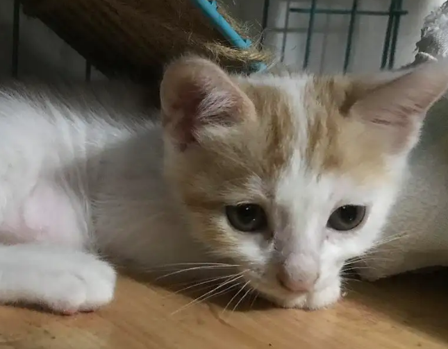 小土猫怎么养听话?来这里了解下吧 小土猫怎么养听话?来这里了解下吧