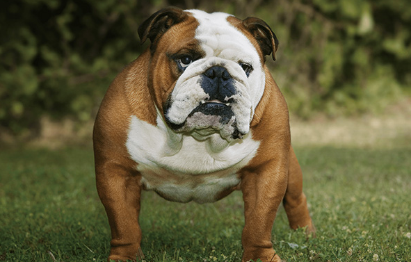 饲养攻略：英国斗牛犬眼屎多怎么办？