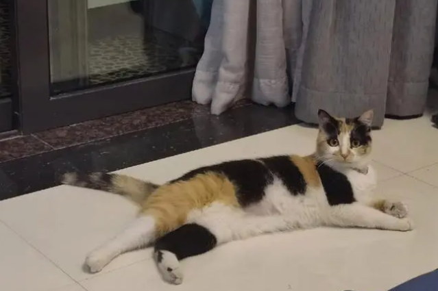 猫咪为什么撑着趴着