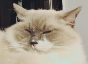 猫咪睡觉脖子不酸吗为什么