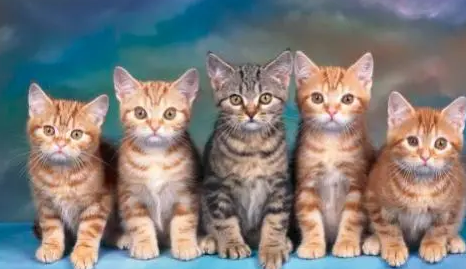 猫咪为什么要吃猫粮?Kingsmoor宠物粮怎么样? 猫咪为什么要吃猫粮?Kingsmoor宠物粮怎么样?