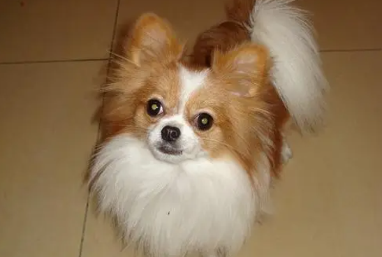 蝴蝶犬掉毛怎么办？看看这些那就了解了～