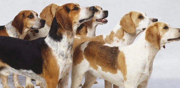 今日科普:英国猎狐犬怀孕吃什么好? 今日科普:英国猎狐犬怀孕吃什么好?