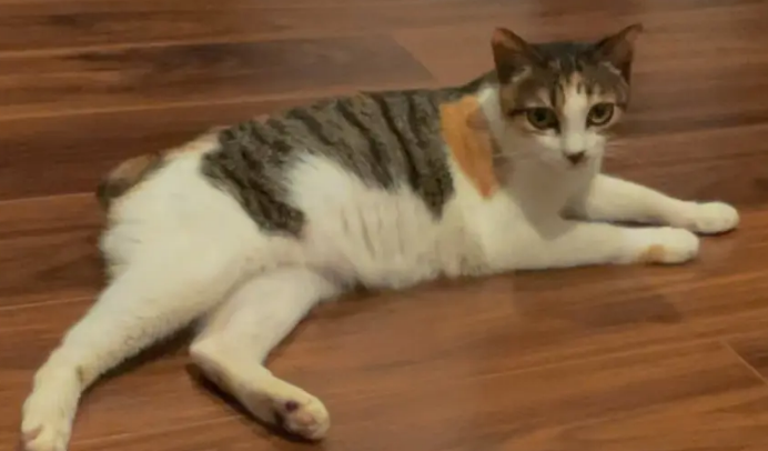 猫咪为什么会拦路