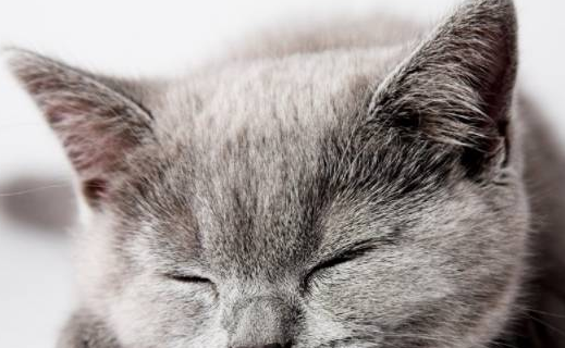 网友出差把猫给当过兵的爸爸养，回家一看，爸爸：万物皆可豆腐块