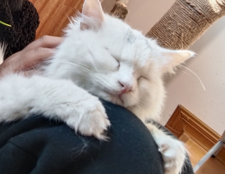 猫咪为什么喜欢躺在人腿上