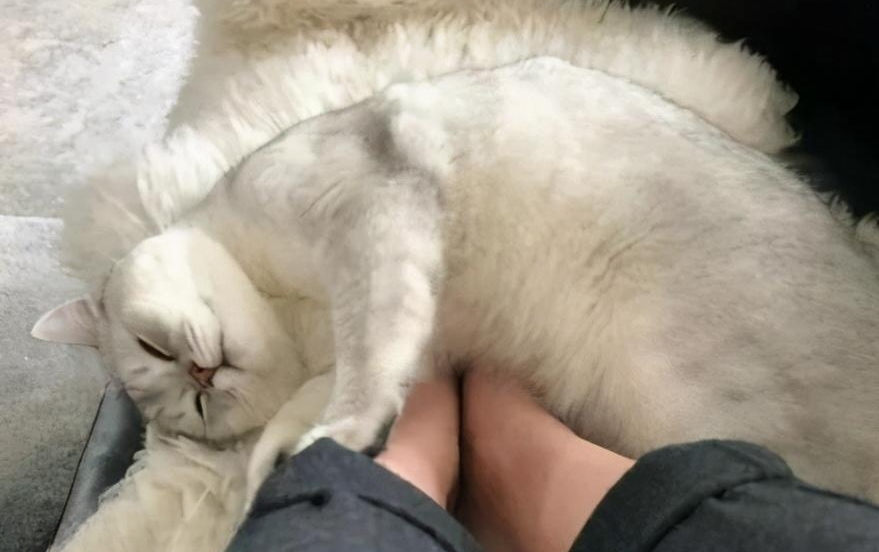 猫咪喜欢躺在脚边睡觉 猫咪喜欢躺在脚边睡觉