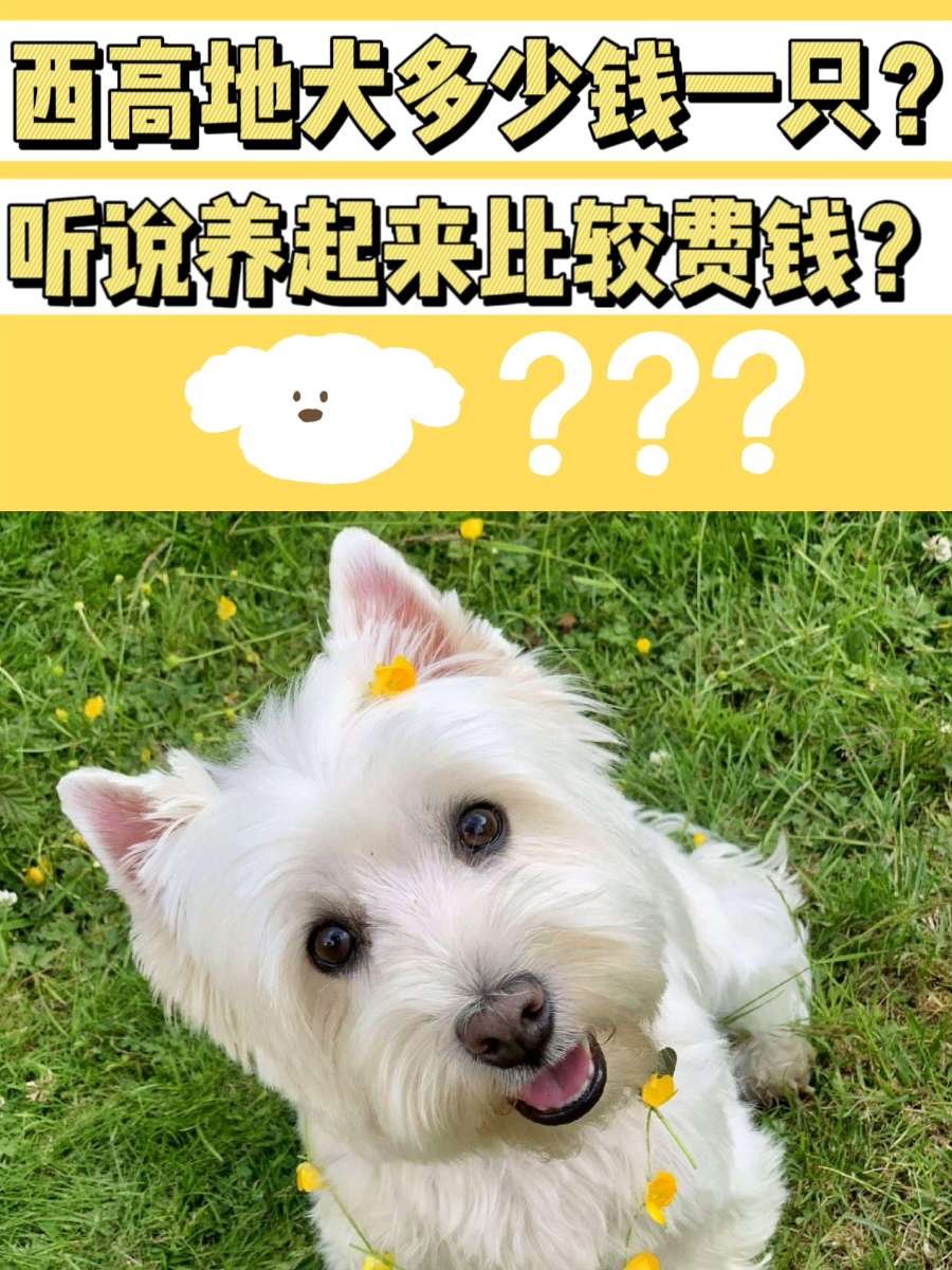近几年爆火的西高地犬多少钱一只？了解一下