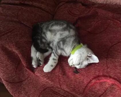 猫咪为什么爱睡在沙发缝里面