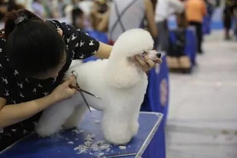 狗美容师资格证怎么考