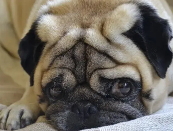 巴哥犬怎么刷牙?这里有答案 巴哥犬怎么刷牙?这里有答案