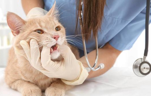 猫咪为什么有肝炎的原因