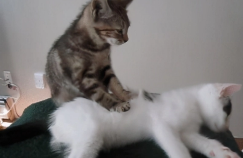 猫猫为什么喜欢踩肚皮