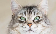 猫咪脸上为什么有V字