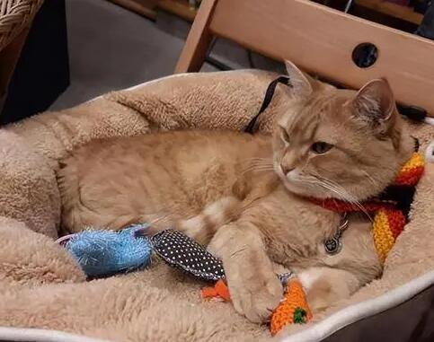 猫咪为什么喜欢放鞭炮呢