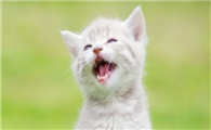 猫咪开口大笑是为什么原因