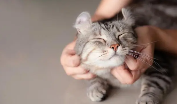 猫咪和小鸡可以一起养吗 猫咪和小鸡可以一起养吗
