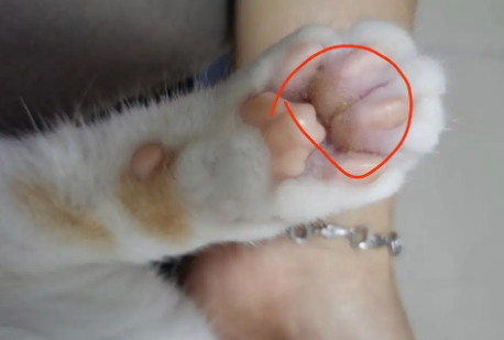 猫咪脚底泛白是为什么呢怎么回事 猫咪脚底泛白是为什么呢怎么回事