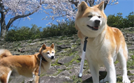 秋田犬几个月长得最快?来看看吧