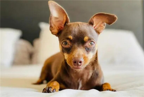 昆明犬嘉兴禁养吗?快来看看吧 昆明犬嘉兴禁养吗?快来看看吧
