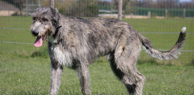 爱尔兰猎狼犬随行怎么训练？一起来了解一下吧