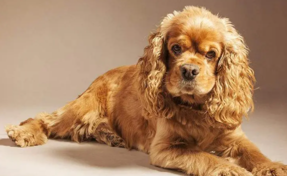 科普一下,英国可卡犬怎么洗澡? 科普一下,英国可卡犬怎么洗澡?