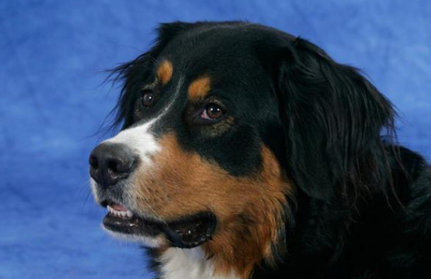 圣伯纳犬怎么美容？美容方法如下。