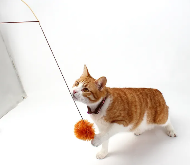 逗猫棒可以用什么代替