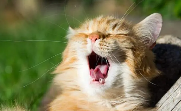 猫叫得跟小孩哭什么情况 猫叫得跟小孩哭什么情况