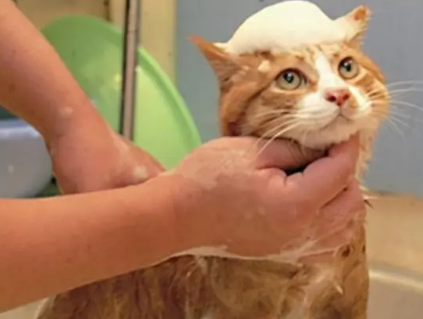 猫咪洗澡大概多少钱 猫咪洗澡大概多少钱